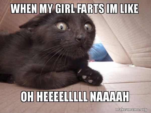 Schitzo Cat meme