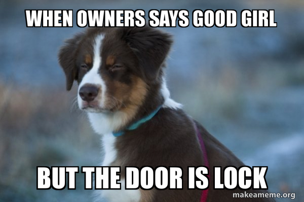 Unsure Dog meme