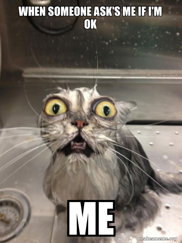 Cat bath meme