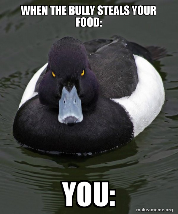 Revenge Duck ( Angry Advice Duck ) meme