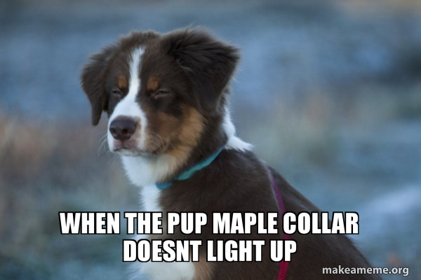 Unsure Dog meme