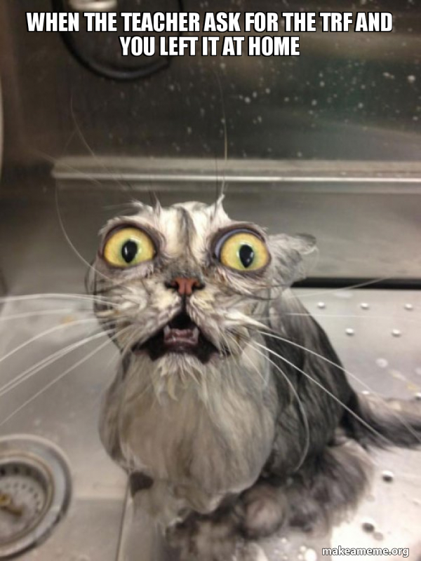 Cat bath meme