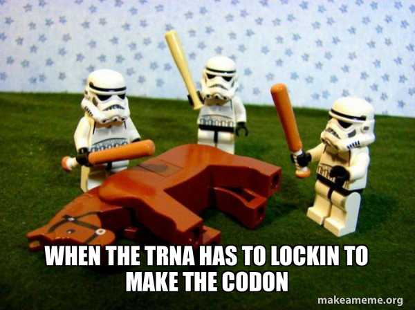 when the tRNA has to lockin to make the codon - Flogging a Dead Horse ...