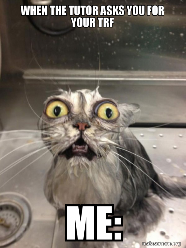 Cat bath meme