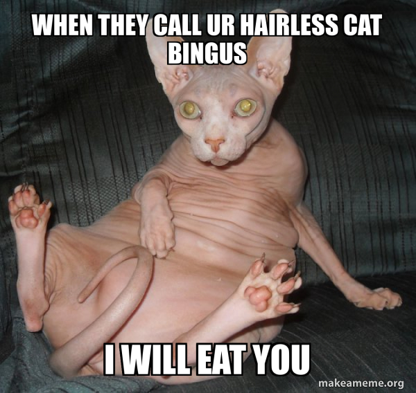 When they call ur hairless cat bingus I will eat you Hairless Cat