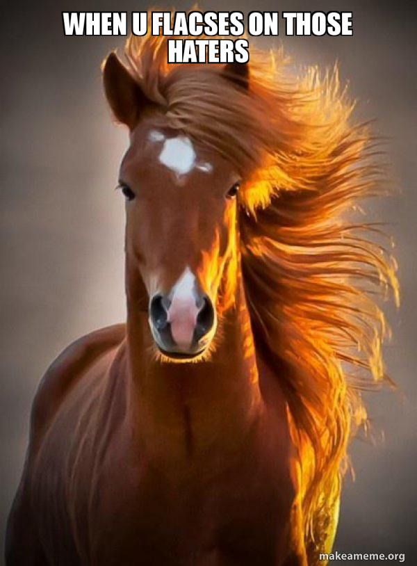 Ridiculously photogenic horse meme