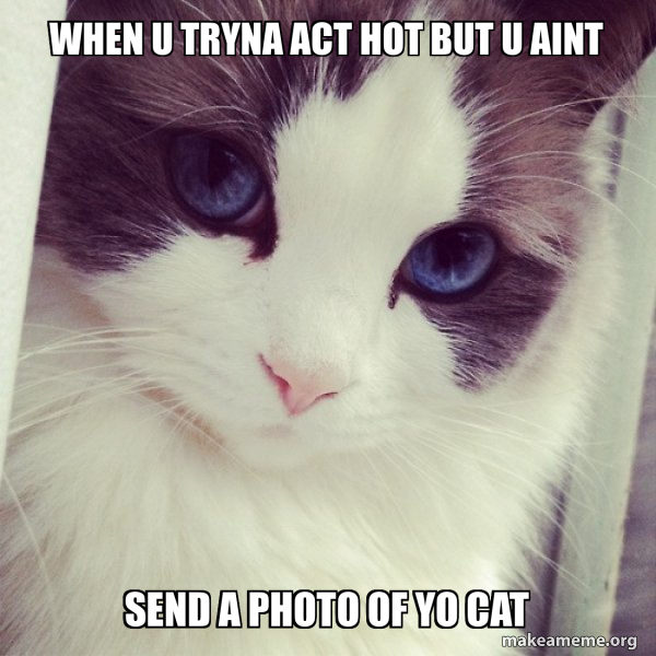 Ridiculously Photogenic Cat meme