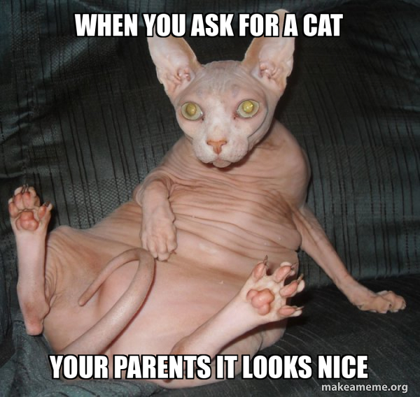 Hairless Cat meme