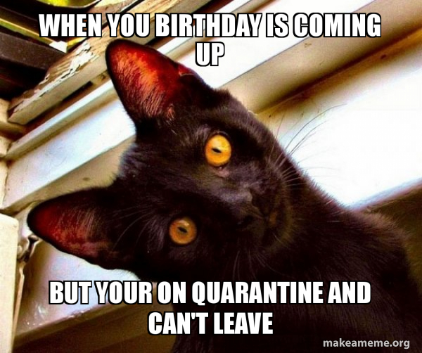Overly Attached Cat meme