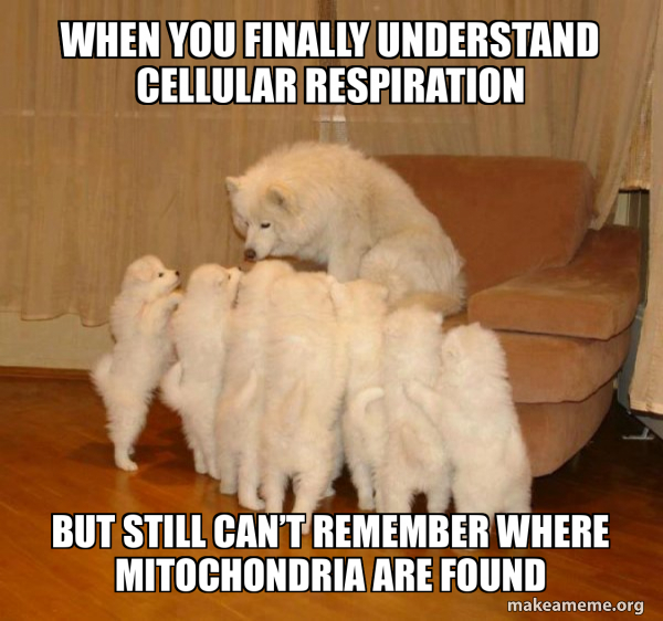 Storytelling Dog meme