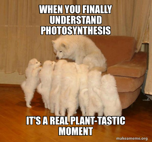 Storytelling Dog meme