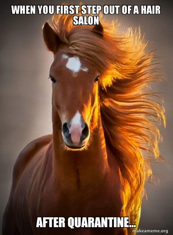 Ridiculously photogenic horse meme