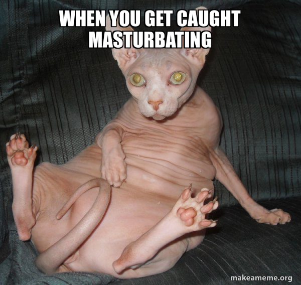 when you get caught masturbating - Hairless Cat | Make a Meme