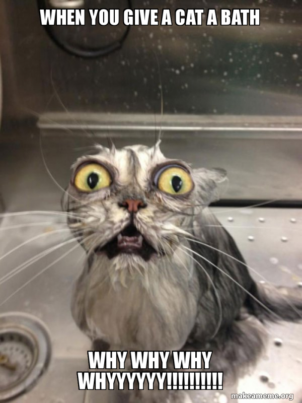 Cat bath meme