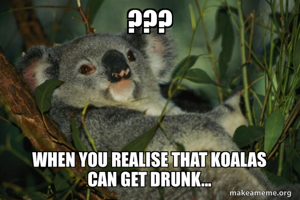 Laid Back Koala meme