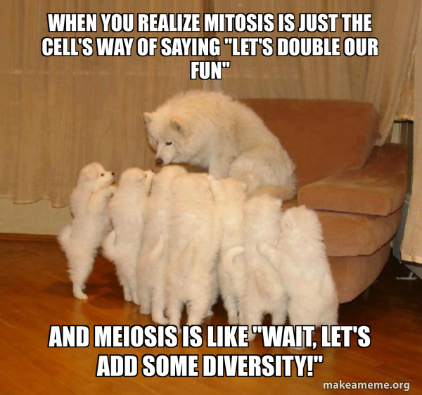 Storytelling Dog meme