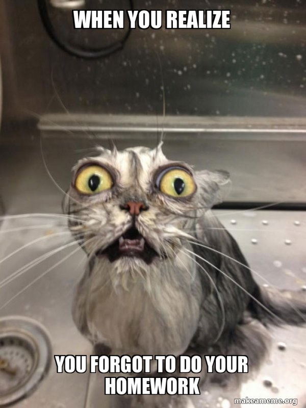 Cat bath meme