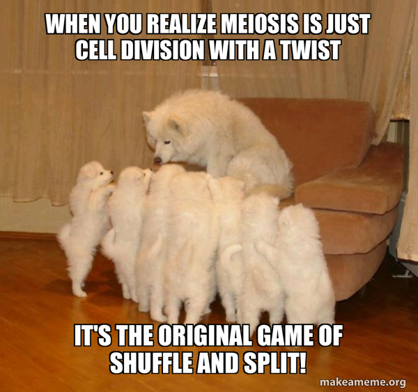 Storytelling Dog meme