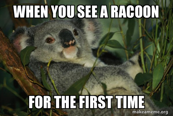 Laid Back Koala meme