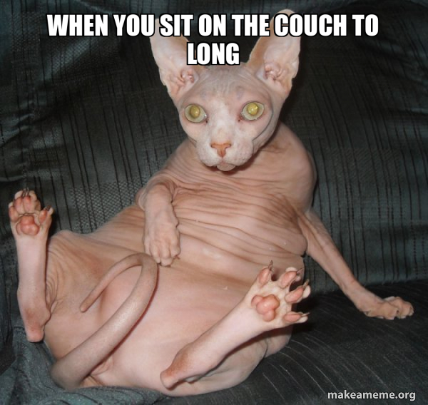 Hairless Cat meme