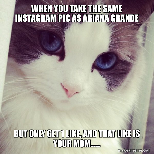 Ridiculously Photogenic Cat meme