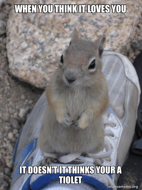 Standover Squirrel meme