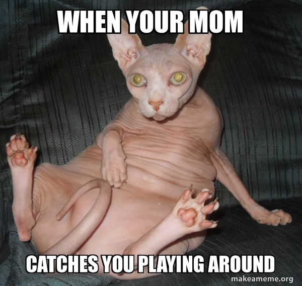 Hairless Cat meme