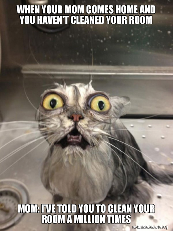 Cat bath meme