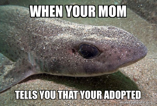 Dirty Joke Dogfish meme