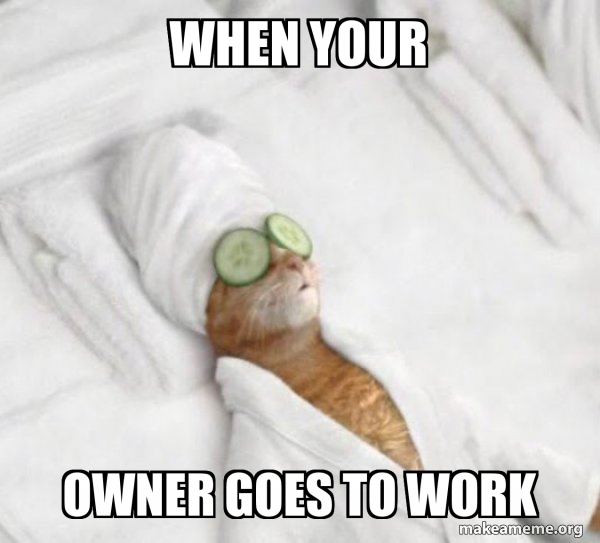 Pampered Cat Meme meme