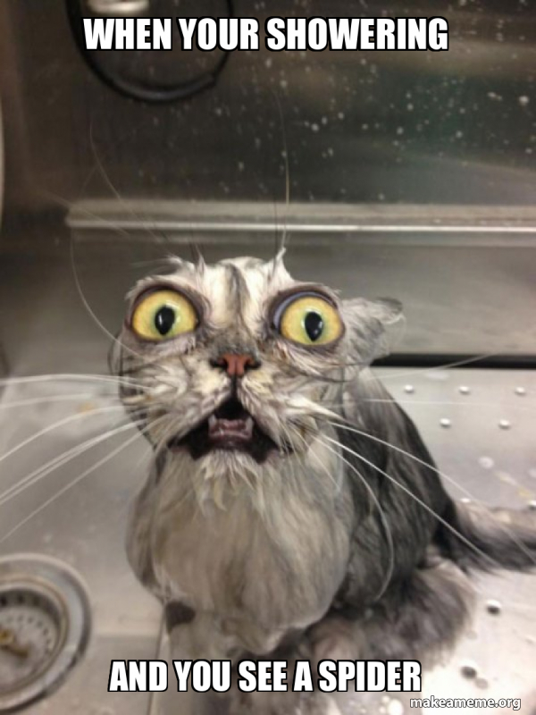 when your showering and you see a spider Cat bath Meme Generator