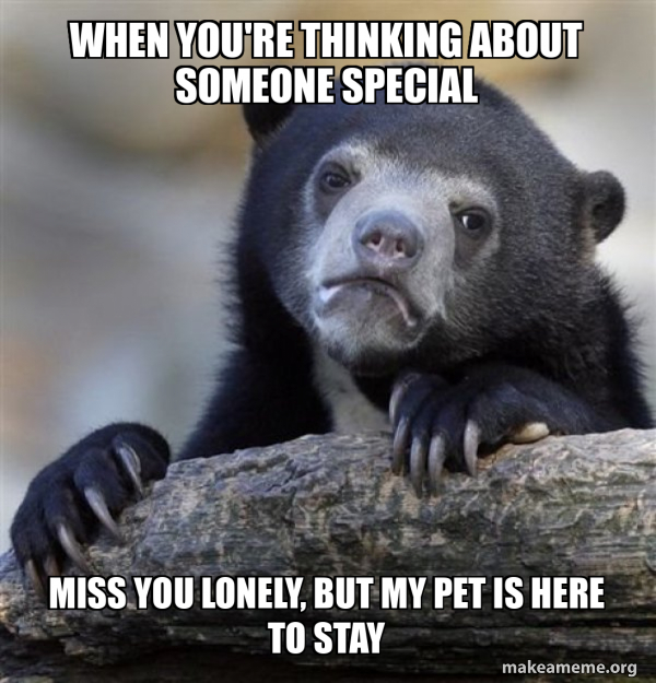 Confession Bear meme