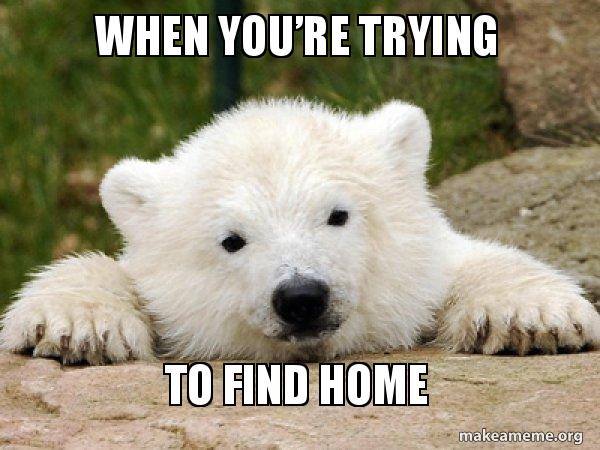 Trying To Find When you’re trying To find home - Popular Opinion Bear Meme Generator