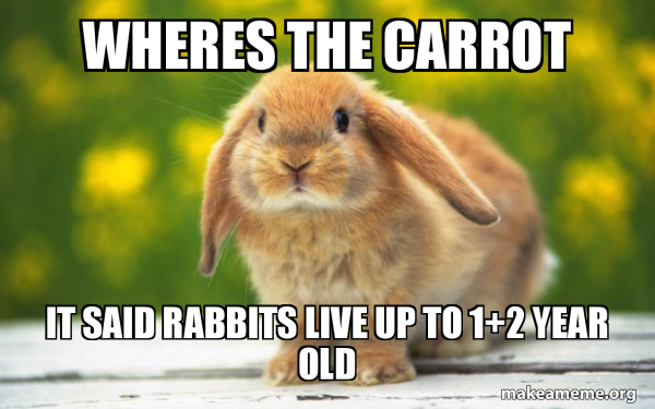 Regretful Rabbit meme