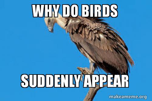 why-do-birds-5b4c19.jpg