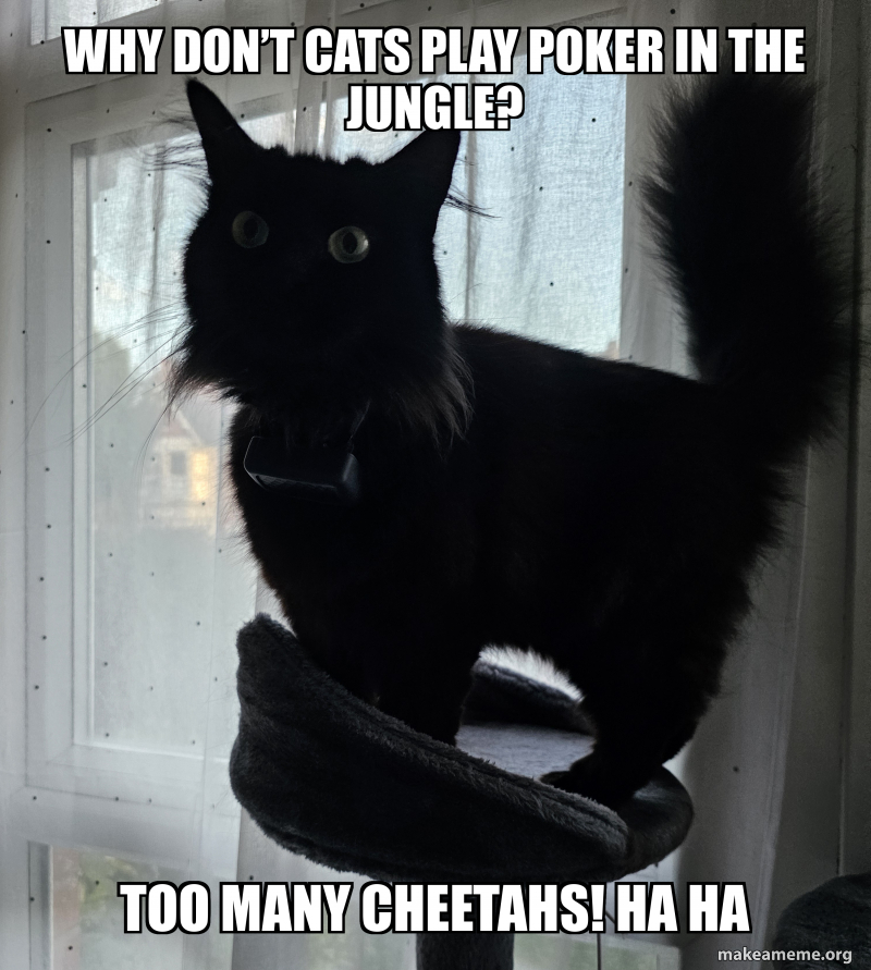 Why don’t cats play poker in THE JUNGLE? TOO MANY CHEETAHS! Ha ha Meme
