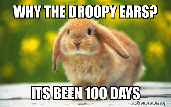 Regretful Rabbit meme