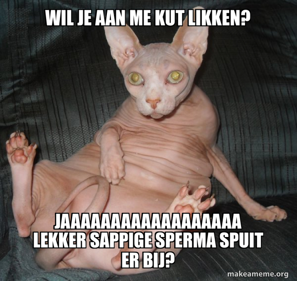 Hairless Cat meme