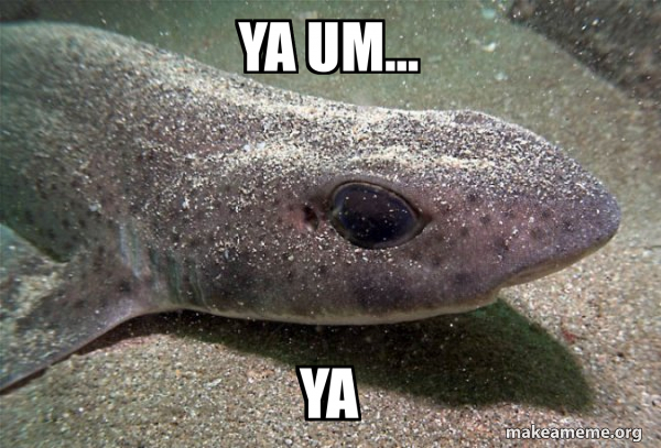 Dirty Joke Dogfish meme