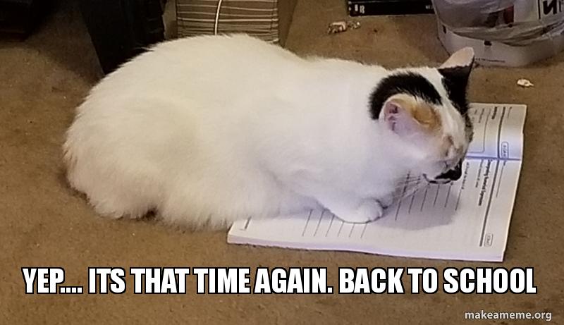 Image result for back to school cat meme