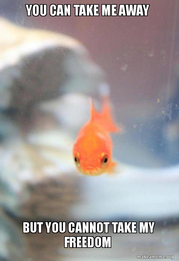 You Can Take Me Away But You Cannot Take My Freedom Grumpy Fish Make A Meme