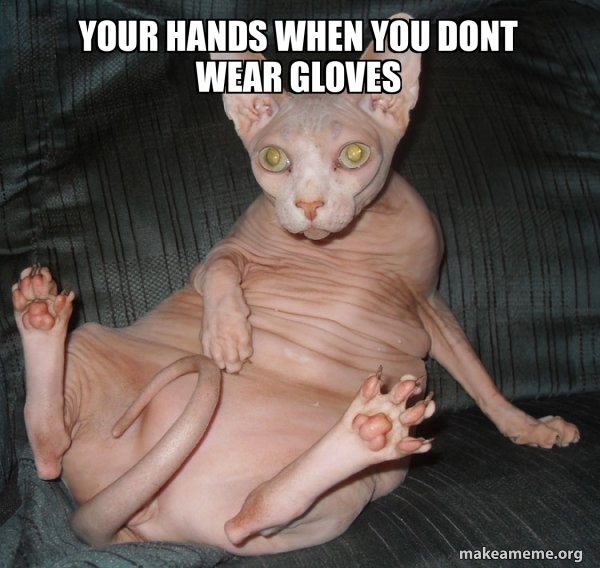 Hairless Cat meme